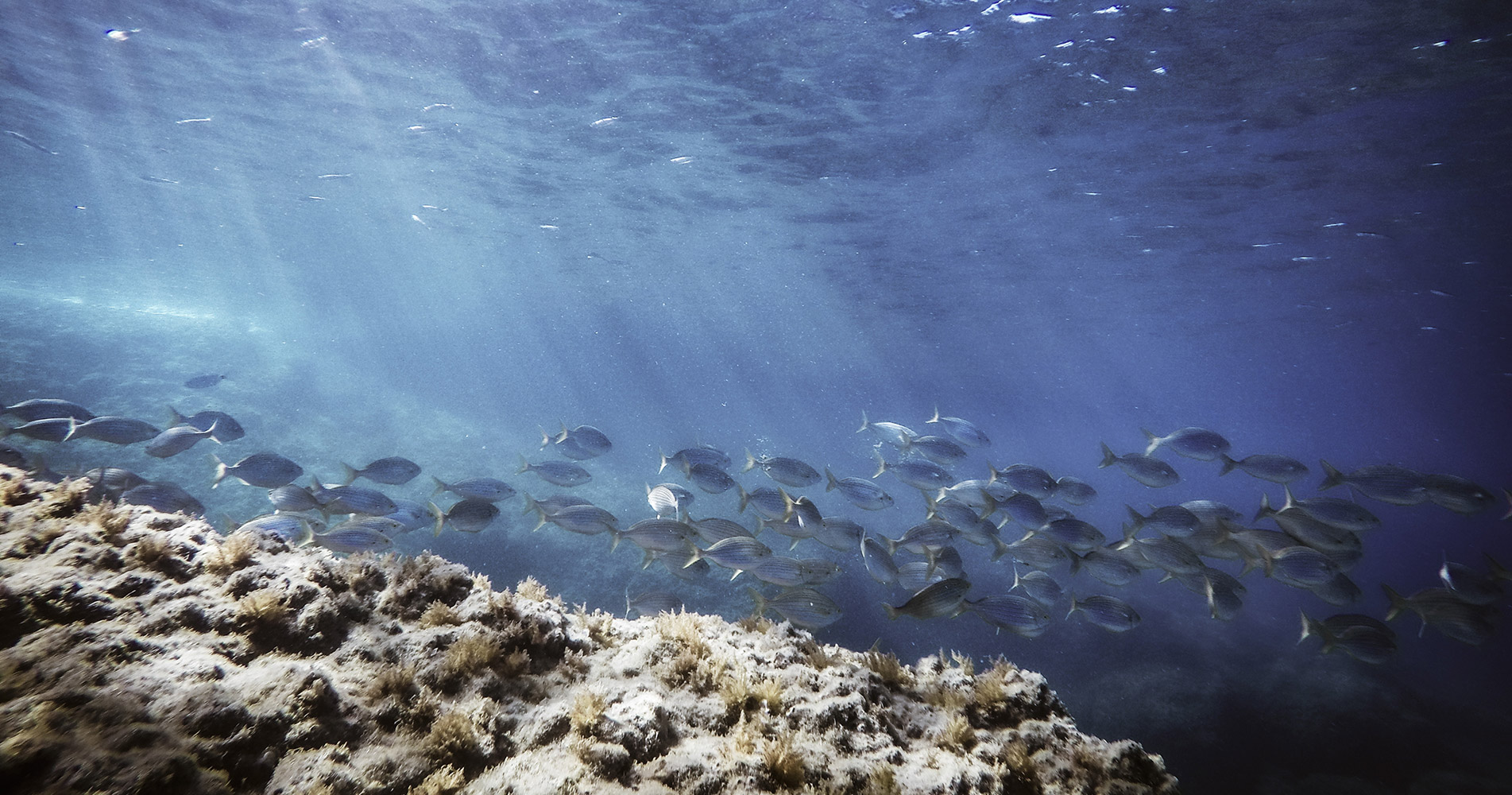 Banque de poissons